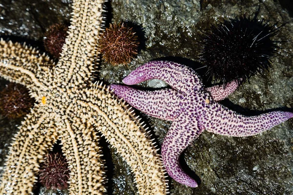 Levende Zeesterren Zee Egels Steen — Stockfoto