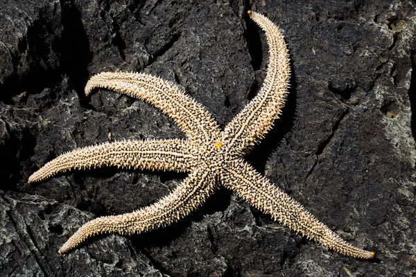 Living sea starfish on arock