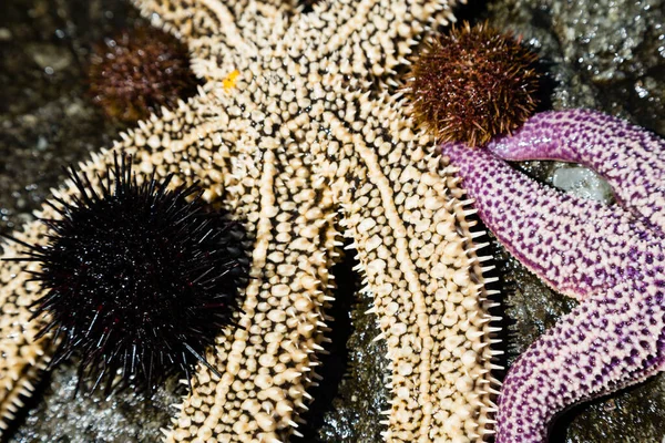Live starfish and sea urchins on the rock