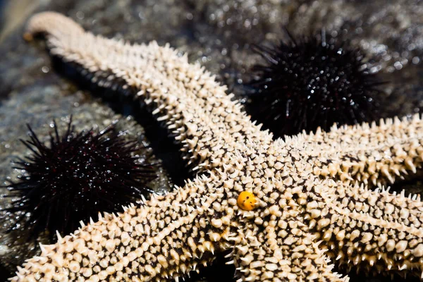 Live starfish and sea urchins on the rock