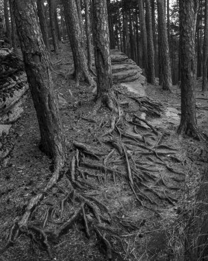 Çam ağaçlarının kökleri. Sonbahar ormanı. Kazakistan, Karkaralinsk.