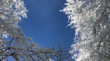 Güneşli gün karla kaplı orman