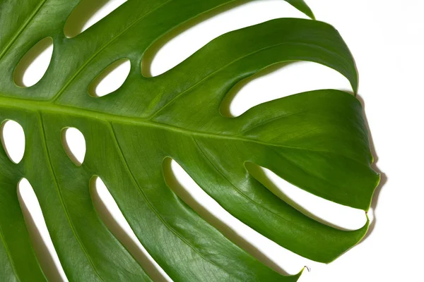 Monstera Levél Fehér Háttér — Stock Fotó