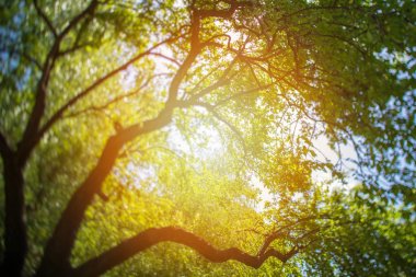 Güneş parlaması ile Treetop