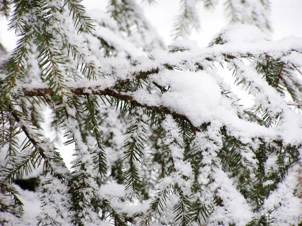 Branches with snow in winter — Stock Photo, Image