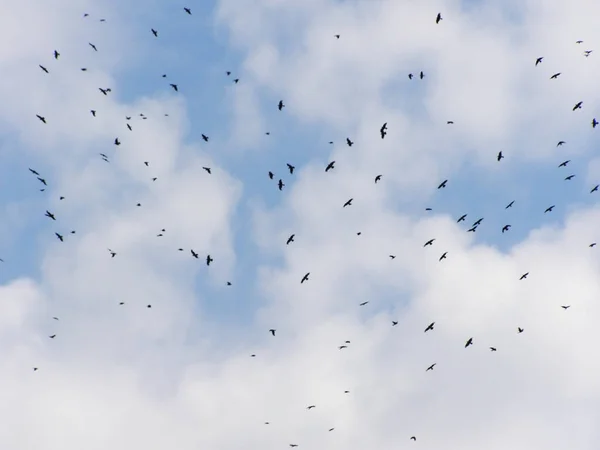 Birds Sky — Stock Photo, Image