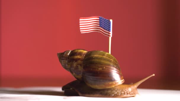 未来へゆっくり移動アメリカ国旗と遅いカタツムリ — ストック動画