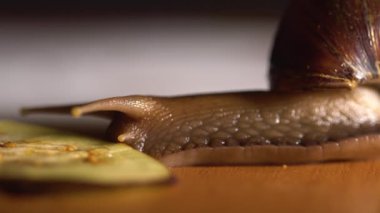 Büyük salyangoz yemek bazı siste