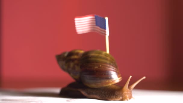 Повільний равлик з Америки прапором на спині — стокове відео