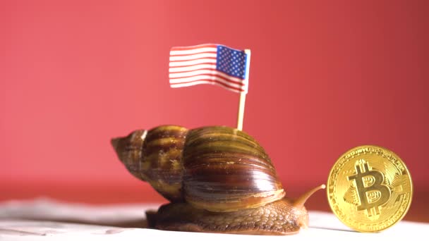 Caracol Lento Con Bandera Criptomoneda Bitcoin Moviéndose Lentamente Hacia Futuro — Vídeos de Stock