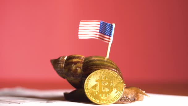 Caracol Grande Lento Con Bandera Espalda Cripto Moneda Bitcoin Moviéndose — Vídeos de Stock
