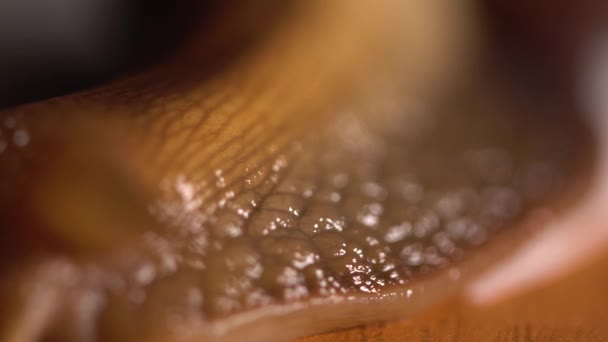 Πολύ μακροεντολή closeup κινείται σαλιγκάρι — Αρχείο Βίντεο