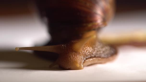 Melcul de pe masă se mișcă foarte încet — Videoclip de stoc