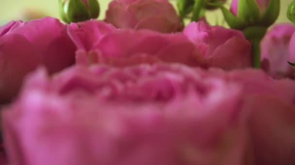 Bouquete från skönhet rosa rosor — Stockvideo