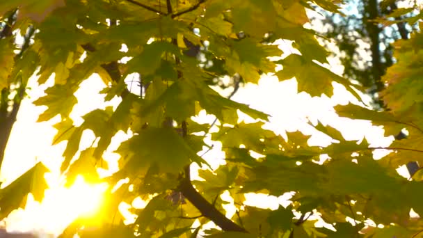 Sol brilhando através de folhas de outono no pôr do sol — Vídeo de Stock