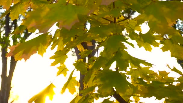 Coucher de soleil d'été à travers les feuilles — Video