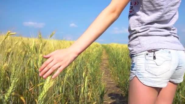 Crop female touching cereal grass — Stock Video