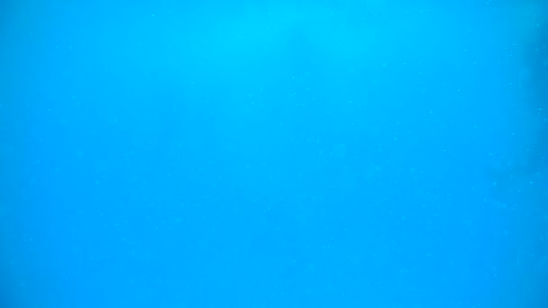 Dauphins en haute mer bleue 