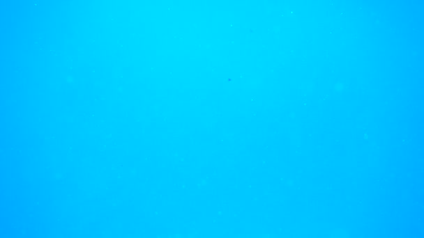 Attaque de baleines ou de dauphins 