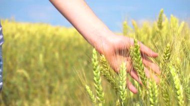 Closeup hand touching cereal grass