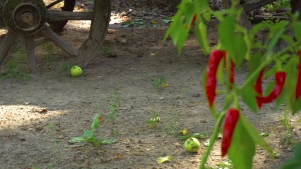 Planta crescente pimenta pimenta quente vermelha — Vídeo de Stock