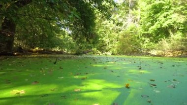 Ormandaki yaşlı bataklık