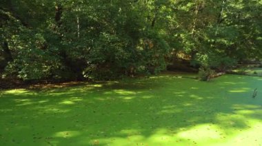 Eski yeşilimsi ile ormanda bataklık