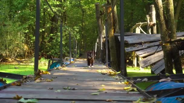 Katze läuft auf alter Brücke über Sümpfe im Wald — Stockvideo