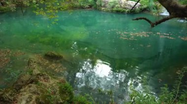Sakin suda yeşil pond