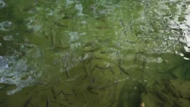 Wiele Małych Ryb Stawie Czystą Wodą — Wideo stockowe