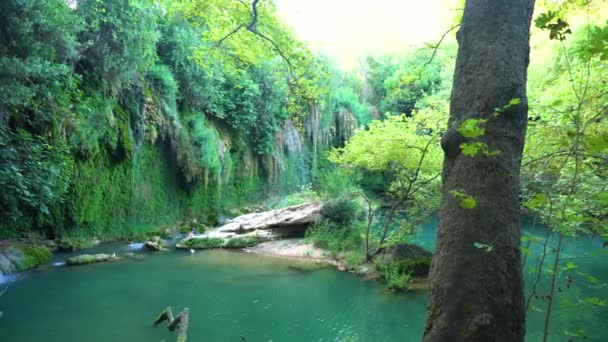 Calm pond in jungle — Stock Video