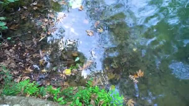 Спокойный пруд и осенние листья — стоковое видео