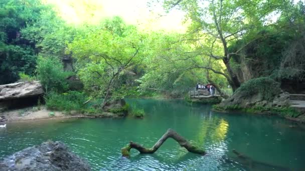 Klidný rybník v lese — Stock video