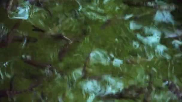 Kleine Fische im Teich — Stockvideo