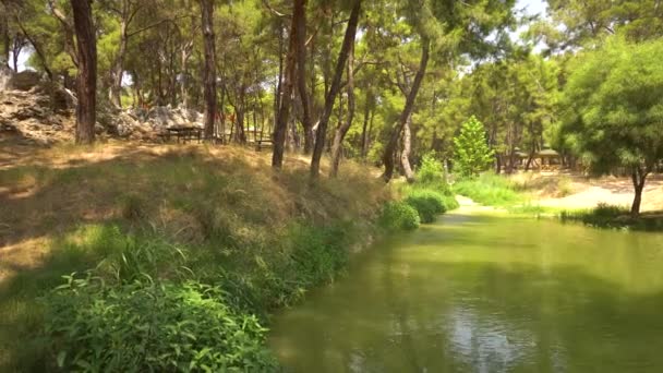연못 근처 성장 하는 나무. 다리에서 보기 — 비디오