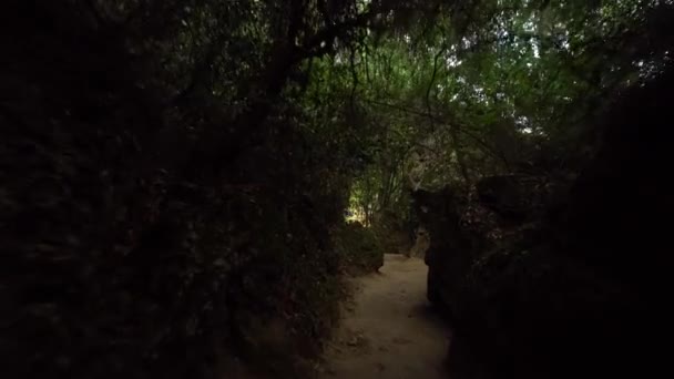 Перемещение в темном лесу с камнями — стоковое видео