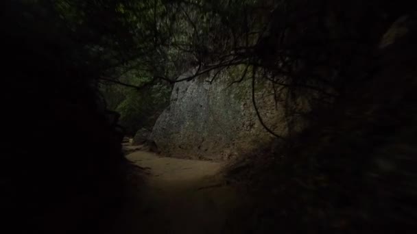 Kamera bewegt sich im dunklen Wald — Stockvideo