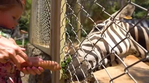 Мать и дочь кормят зебру в зоопарке — стоковое видео