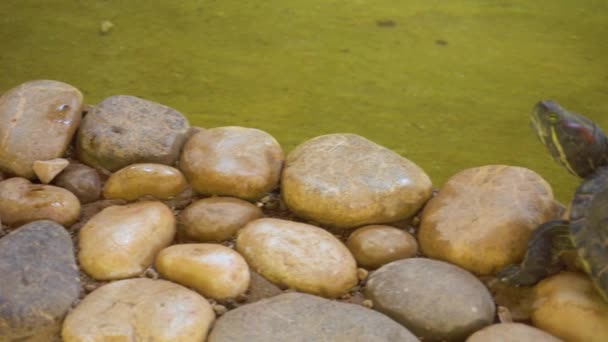 Tartaruga sentada em pedras — Vídeo de Stock