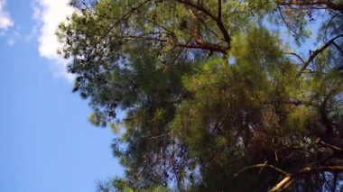 Ağaçları orman ve kamera görünümünde yürüyüş