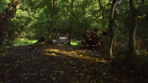 Alte Brücke über langen Sumpf im Wald — Stockvideo