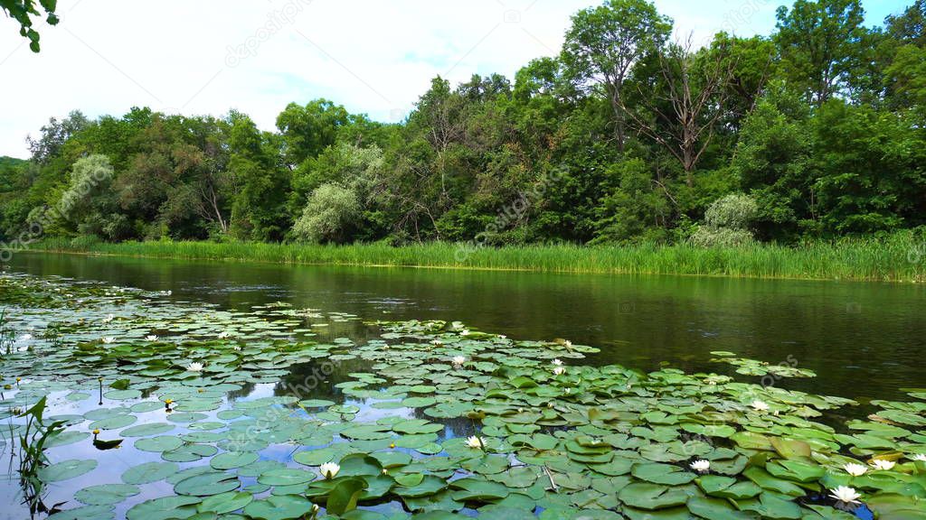 River with a lot of lilies in water and forest behind