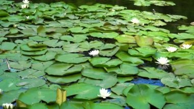 Zambak nehir. Sakin gün.