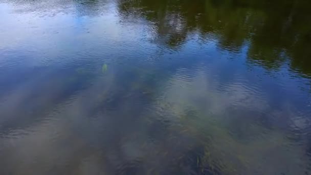 Водные растения под водой в реке — стоковое видео