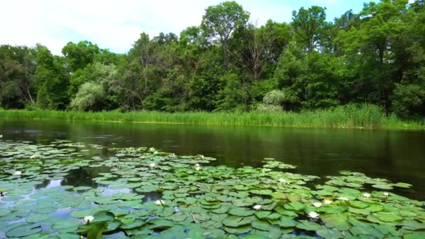 Lilienblüten im See — Stockvideo