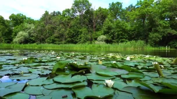 Vista del fiume con un sacco di gigli e foresta alle spalle — Video Stock