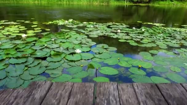 View on river with lilies from pier — Stock Video