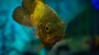 Tropikal balık akvaryum closeup