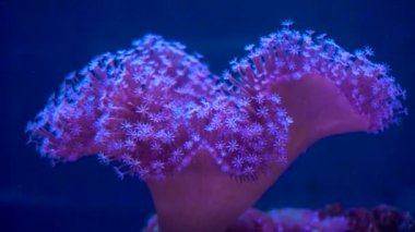 Garip yaşam için sualtı