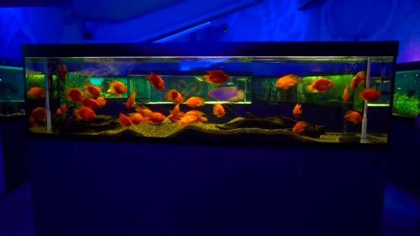 Buntes Aquarium zu Hause — Stockvideo